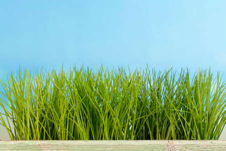 Green grass in a lineの写真素材