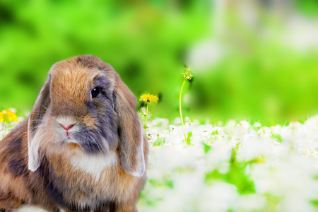 Cute easter rabbit on green natural backgroundの写真素材