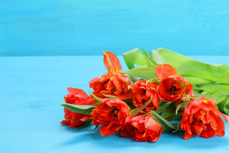 bunch od red and yellow tulips with blue backgroundの写真素材
