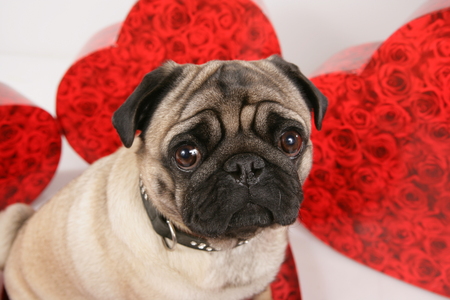 Cute pug with red hearts portraitの写真素材