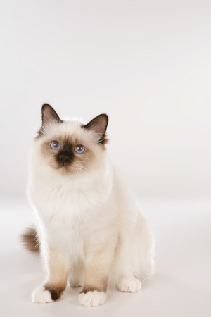Birman cat sitting on white background looking sideways,の写真素材