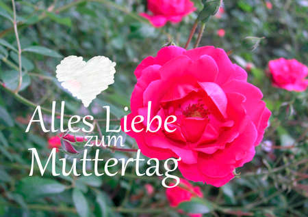 Mothers day greetings with red rose flowerの写真素材