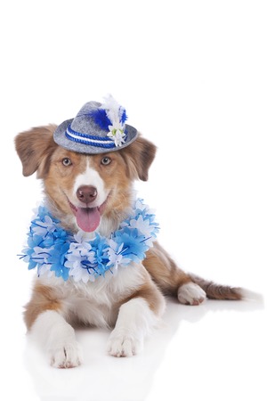 Australian shepherd puppy with bavarian costume isolatedの写真素材
