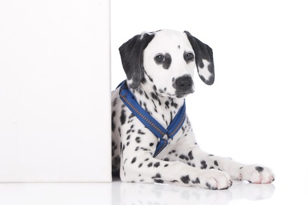 Cute dalmatian puppy lying behind a white wall isolatedの写真素材