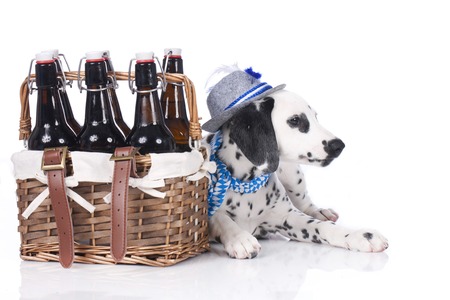 Young dalmatian sitting beside beer bottles isolatedの写真素材