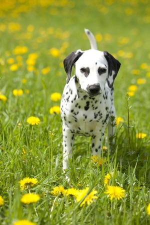 Dalmatian puppy in the meadow dandelionの写真素材