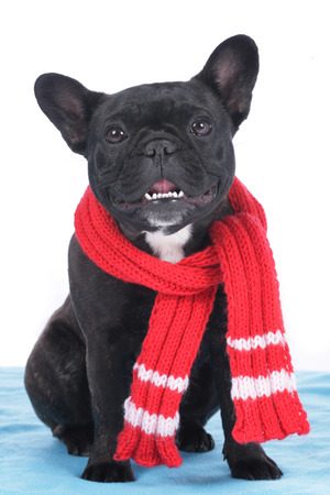 French bulldog with scarf sitting on a blue blanketの写真素材