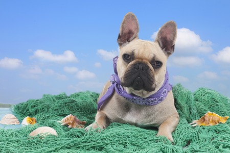 French bulldog on holidaysの写真素材
