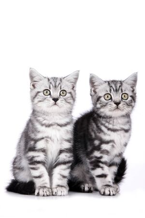 Two british shorthair kitten sitting on white backgroundの写真素材