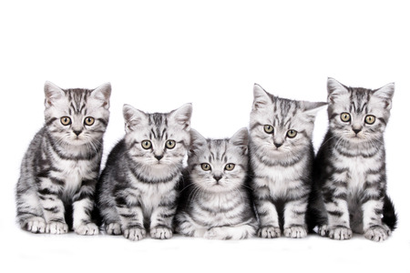 Group of five british shorthair kittenの写真素材