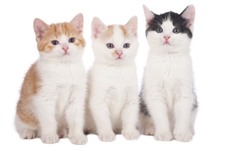 three domestic kitten isolated on whiteの写真素材