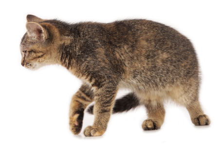 cat walking sideways isolated on whiteの写真素材