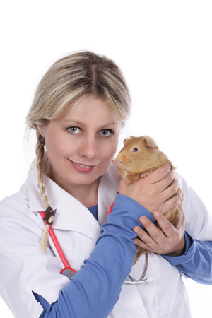 Female vet with guinea pig isolatedの写真素材