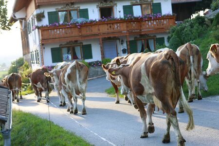 Herd of cows walking home to the cowshed in the eveningの写真素材