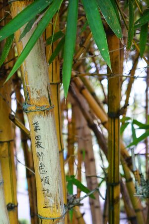 Bamboo tree and trunks with chinese signs outdoorの写真素材