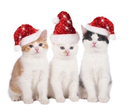 Three cute kitten with santa hat isolated on whiteの写真素材