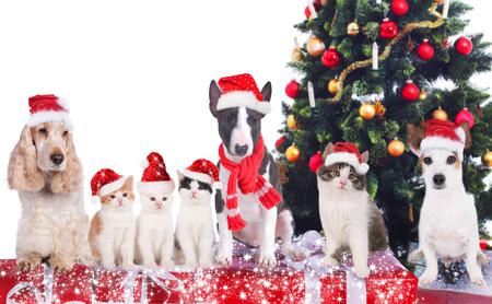 Group of cats and dogs on christmas Group of cats and dogs on christmas