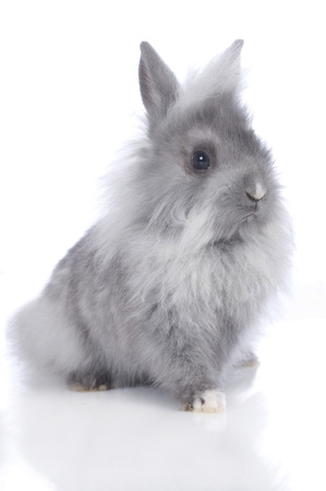 Dwarf rabbit on white backgroundの写真素材