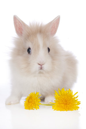 Cute rabbit with flowersの写真素材