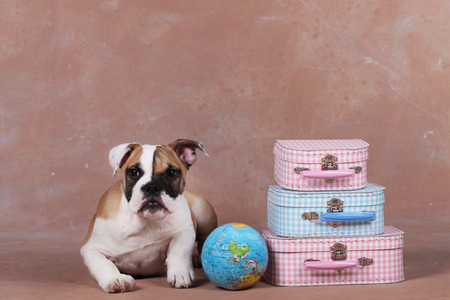 Cute english bulldog puppy beside suitcase and globeの写真素材