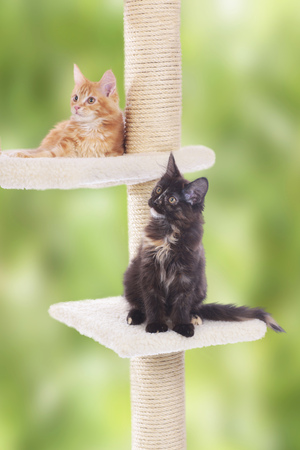 Two Maine Coon Kitten sitting on scratching postの写真素材