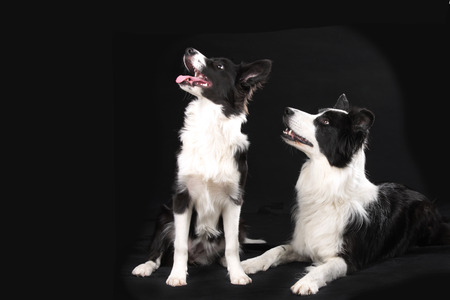 Two border collie dogs on black background looking sideways