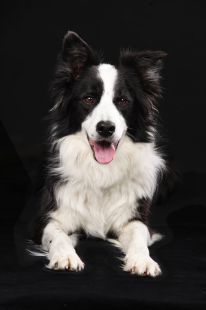 Cute border collie dog lying on black background looking at cameraの写真素材