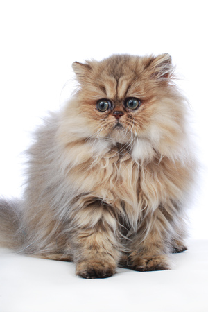 Cute persian golden shaded kitten on white backgroundの写真素材