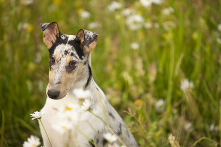 Shorthair collie puppy in the grass between flowersの写真素材