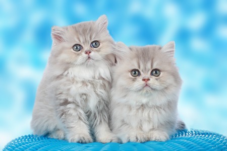 Two sweet persian kitten in front of blue backgroundの写真素材