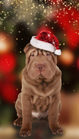 Shar Pei dog with santa hatの写真素材