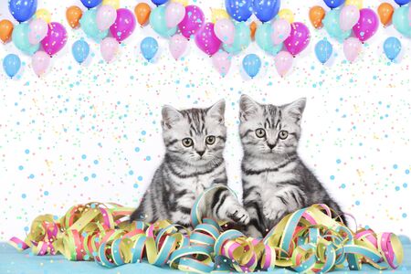 British shorthair cats with streamers and balloonsの写真素材