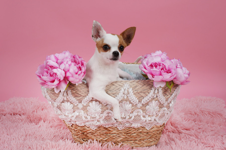 cute chihuahua dog in basket in front of pink backgroundの写真素材