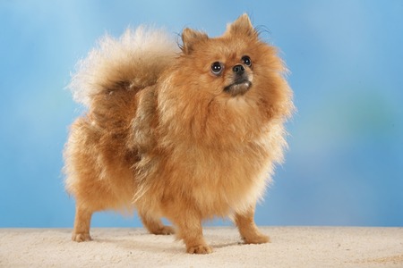 pomeranian dog in front of blue backgroundの写真素材