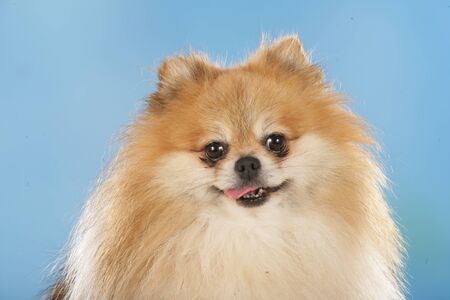 pomeranian dog in front of blue backgroundの写真素材