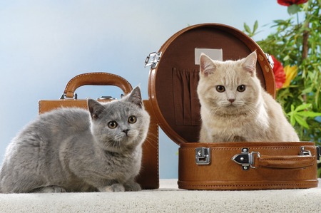 Two british shorthair cats in suitcase in studioの写真素材