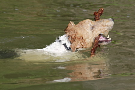 Foxterrier dog swimming with a wooden stick in a riverの写真素材