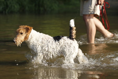 Foxterrier dog walking in lake in summerの写真素材