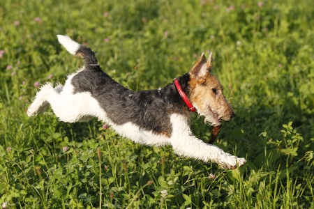 Foxterrier running in the meadow in summerの写真素材