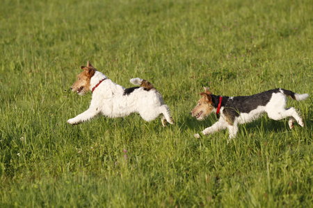 Two Foxterrier running in the meadow in summerの写真素材