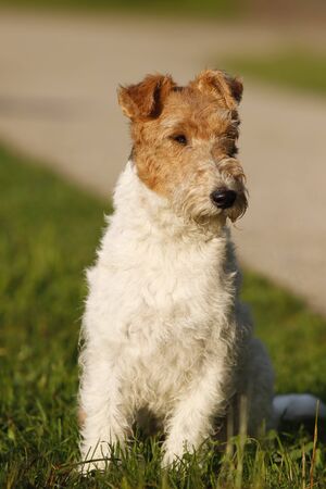 Foxterrier dog sitting beside a pathの写真素材