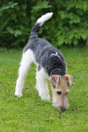 Foxterrier dog sniffing in the grass for a traceの写真素材