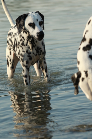 Dalmatian dog in the water in a lake in summerの写真素材