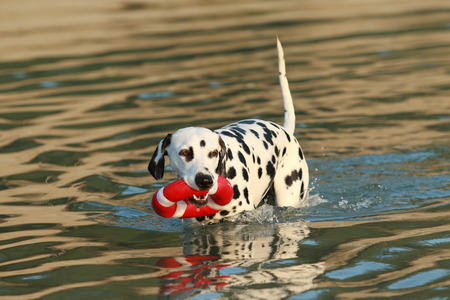 Dalmatian dog with water toy in summer cool down in a lakeの写真素材