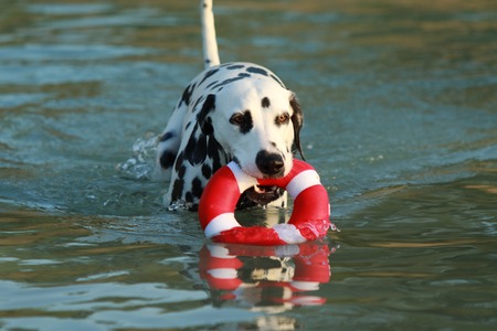 Dalmatian dog with water toy in summer cool down in a lakeの写真素材
