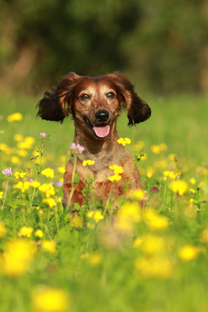 cute senior dog breed dachshund in a summer in a flower fieldの写真素材