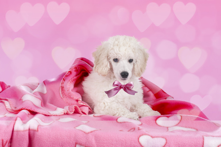 Cute white poodle lying under blanket with rose heart backgroundの写真素材