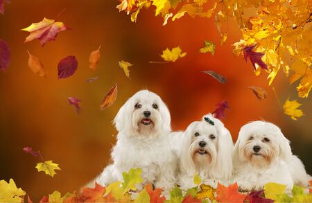 Three maltese dogslying  in autumn leaves