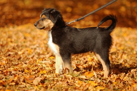 Small mixed breed puppy in autumn leaves on the leashの写真素材