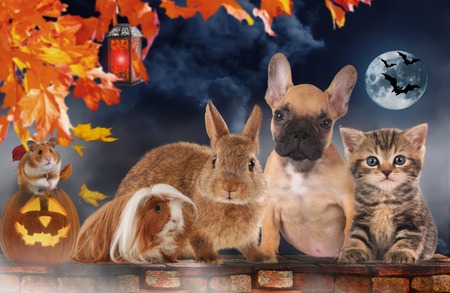 A group of different pets sitting on a brick wall with pumpkin on halloweenの写真素材